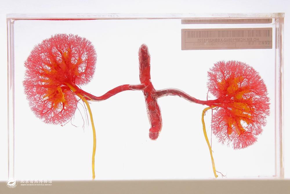 ˫�����Ͱ���