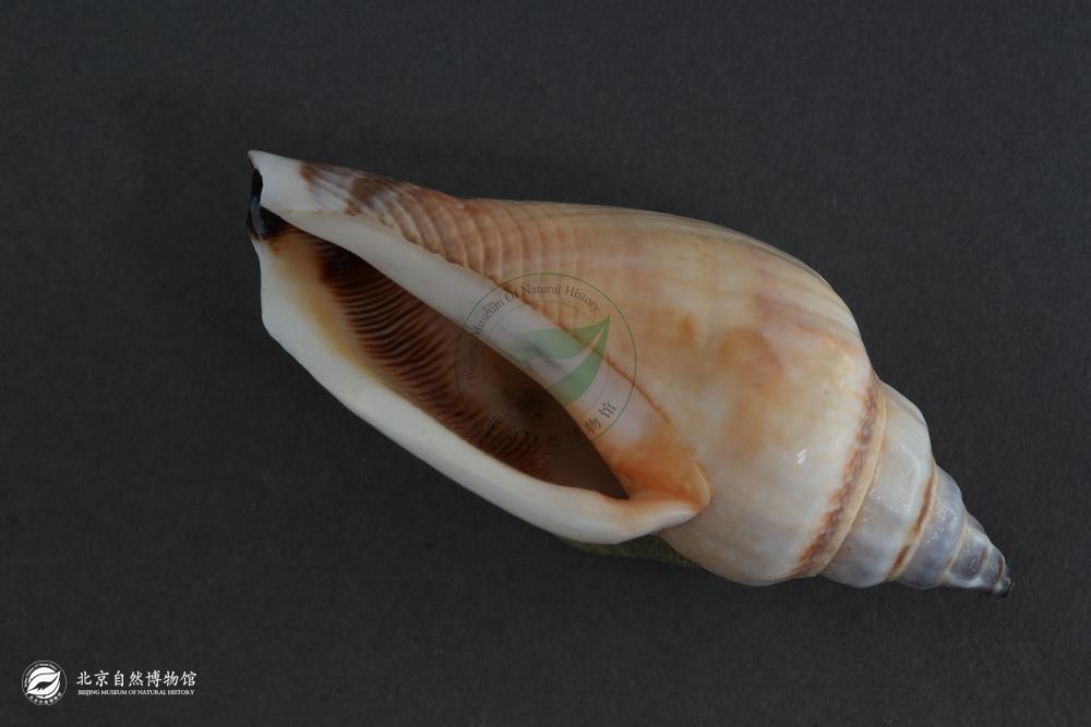 ���߷����