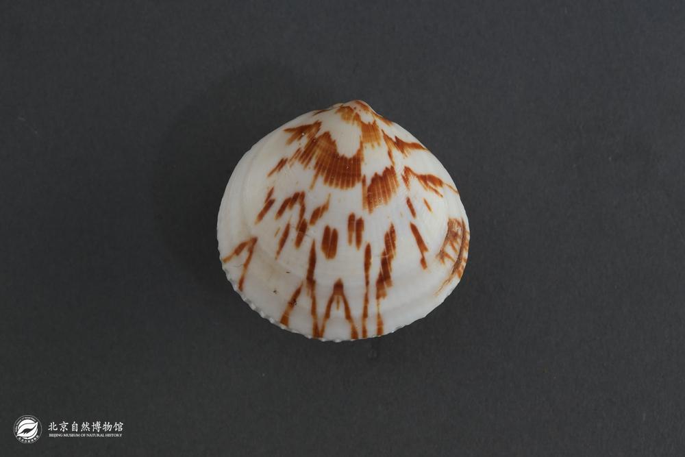 �����ĸ�