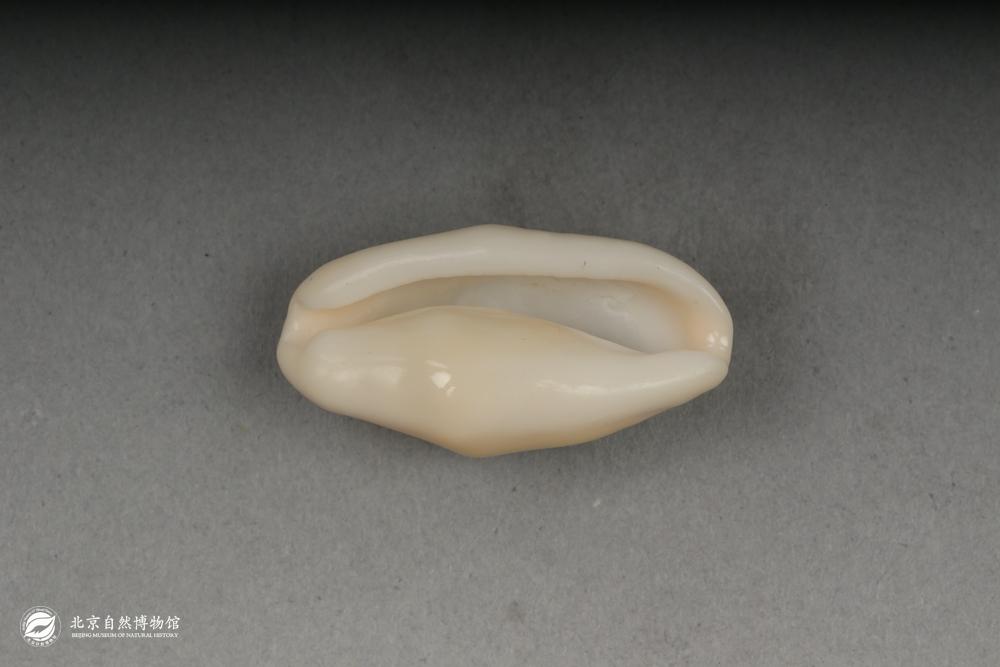 ��ۺ�����