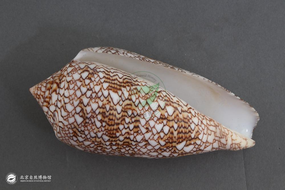 ֯������