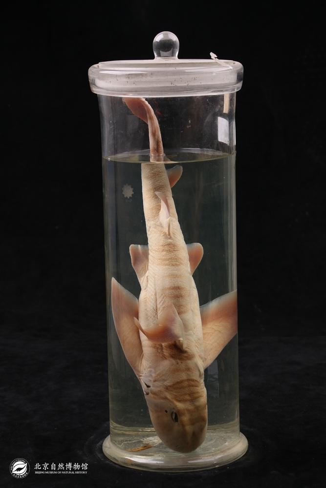 ���ƻ���