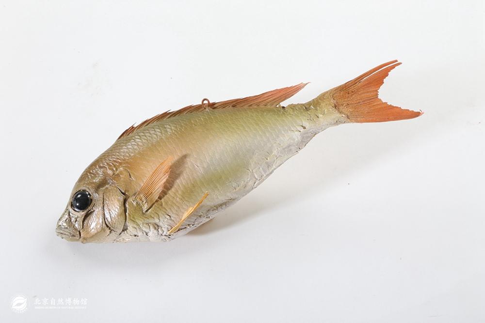 �ǰ������