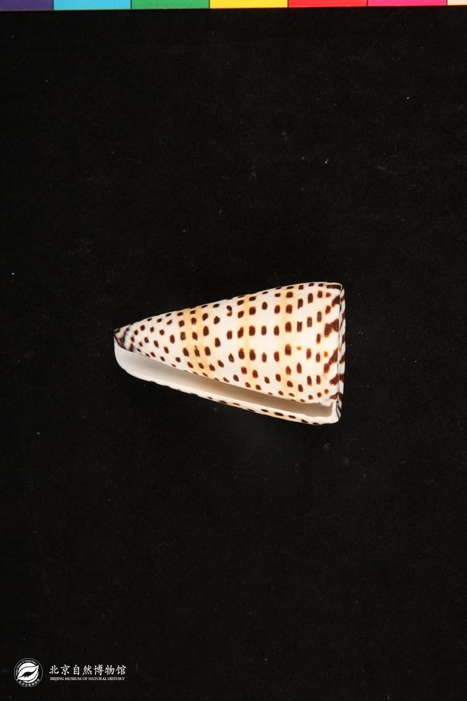 �ź�����