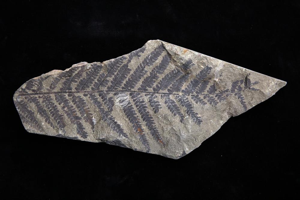 ����֦��ާ