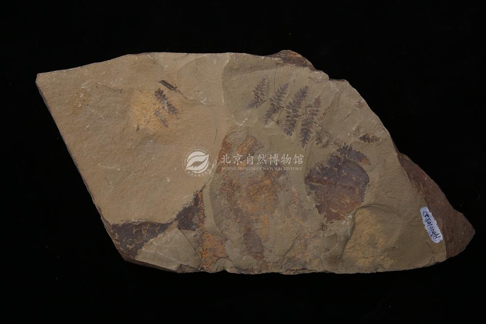 ����֦��ާ