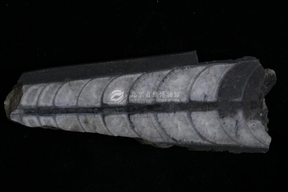 �л��𵩽�ʯ