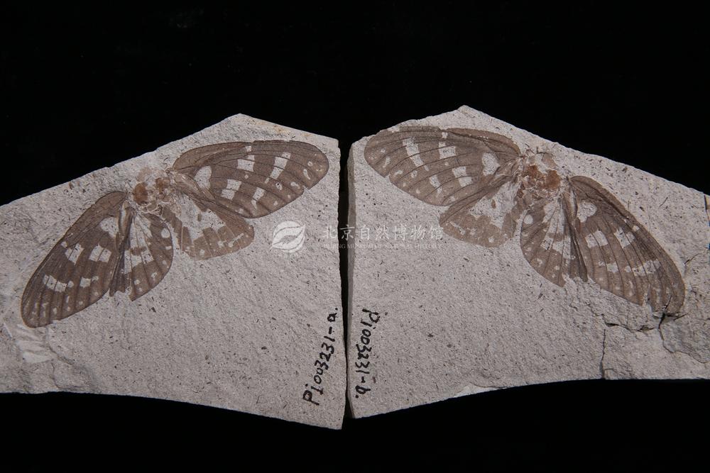 �������ϹŲ�