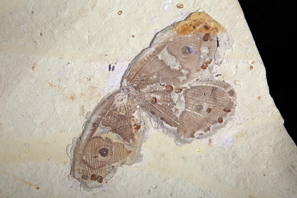 ˫������