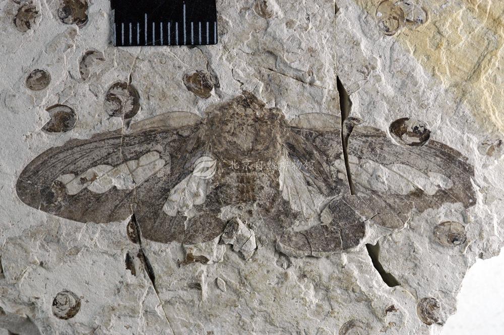 �������ϹŲ�