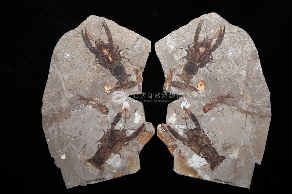 ���컷��Ϻ�������㹲��