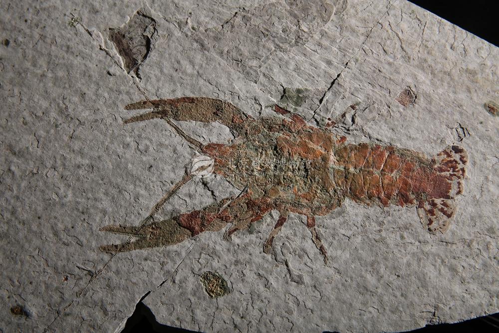 ���컷��Ϻ