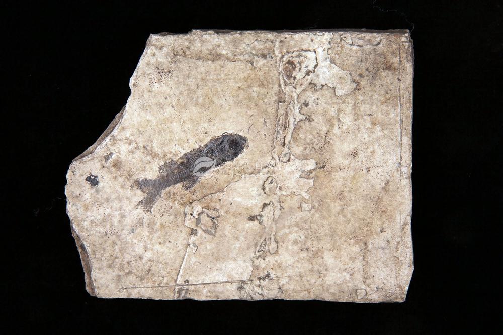 ɽ�����໯ʯ