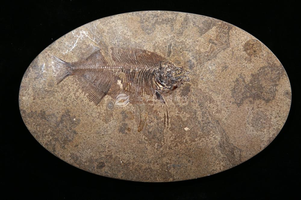 ����˹�Ӽ���