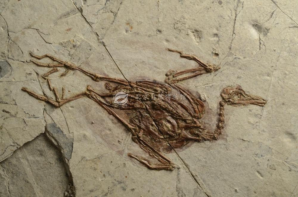 ���ϸ�����