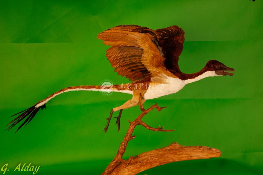 ԭʼ�Ⱥ���ԭģ��