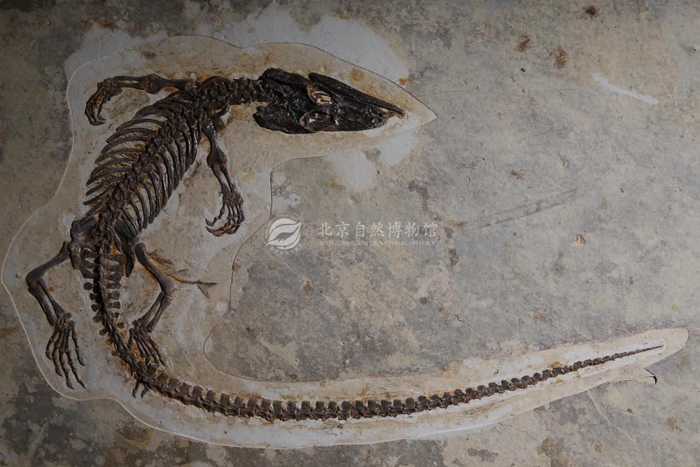 Ш��������