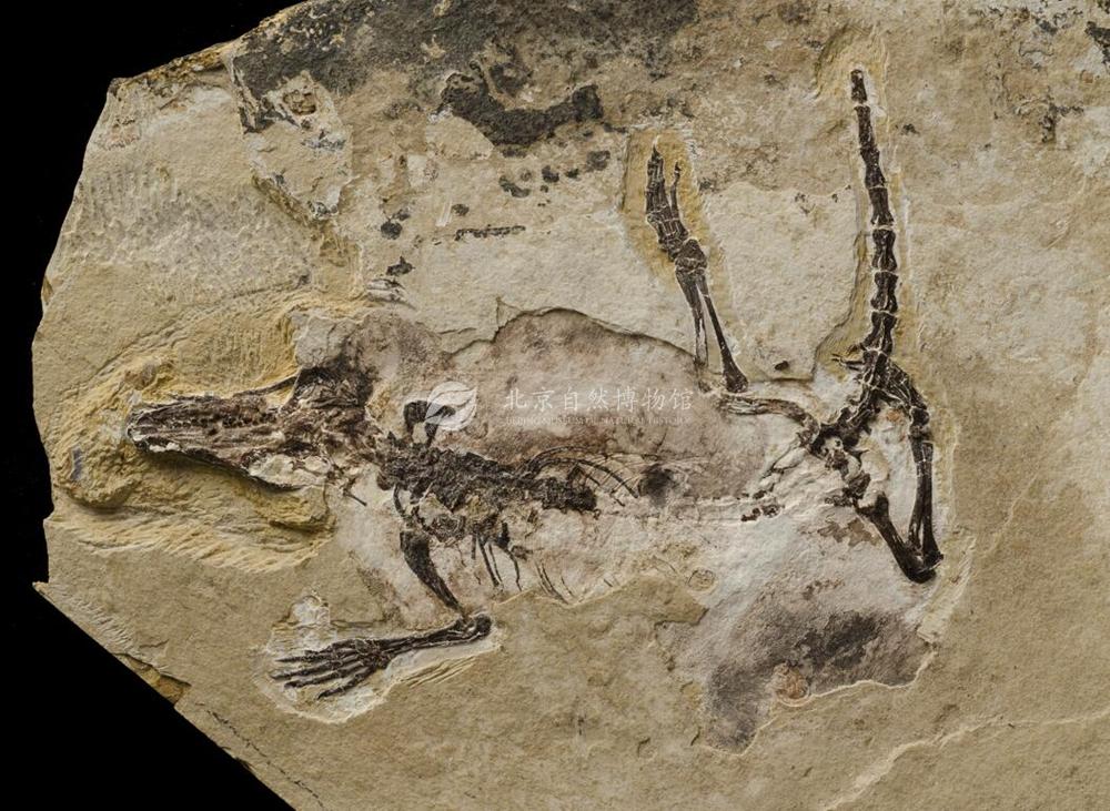 ��Ԯ����������