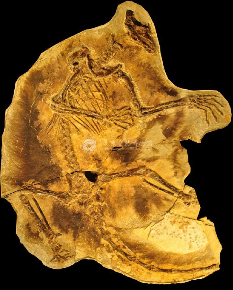 �Ʋ��������