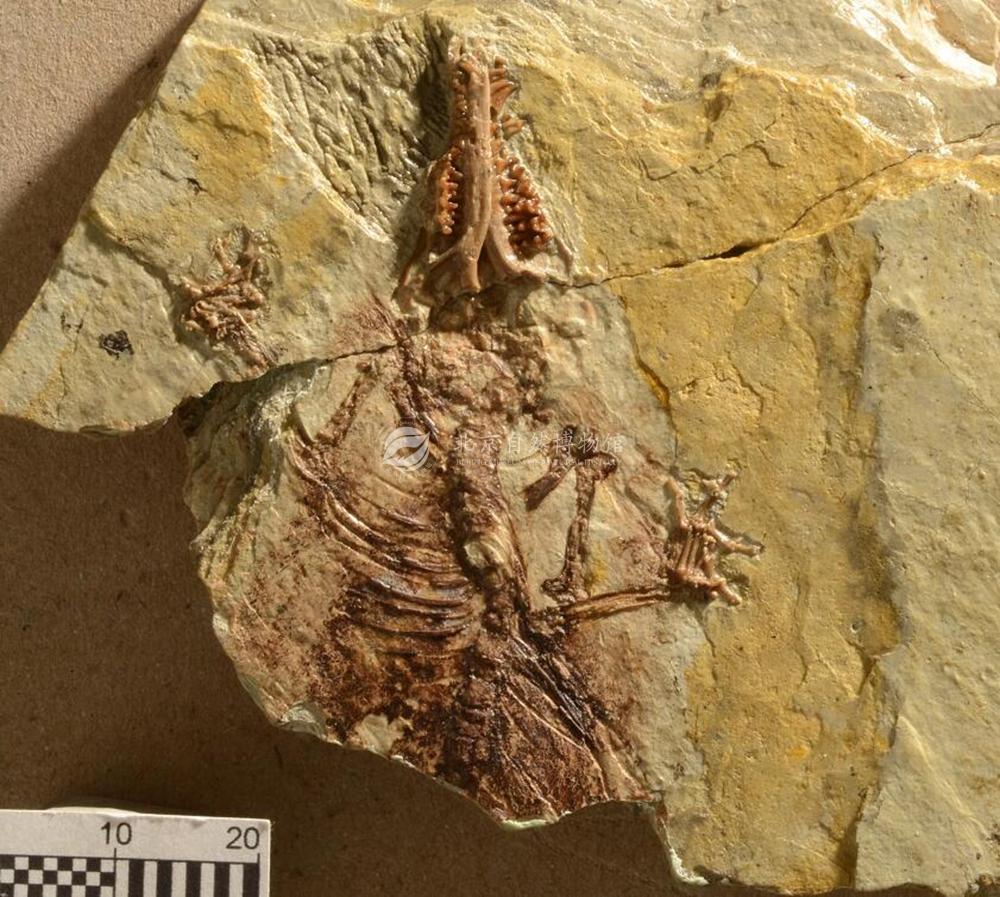 �л�٪����