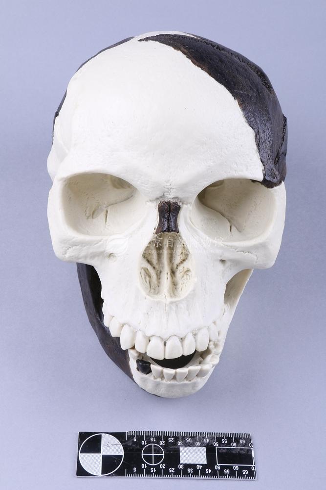 Ӣ����Ƥ������ͷ��