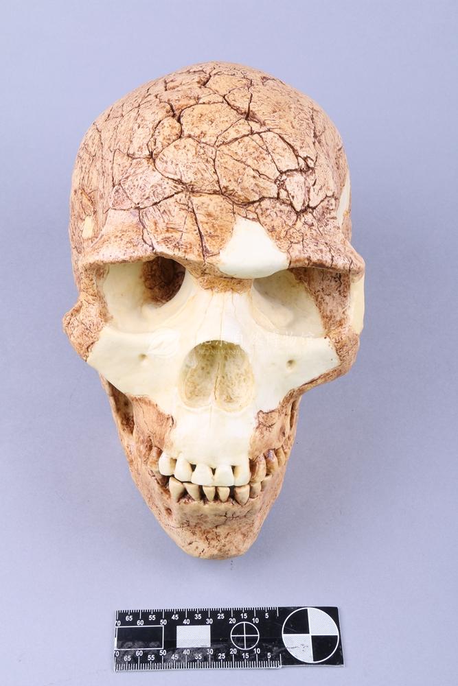 ��ɫ������ͷ��