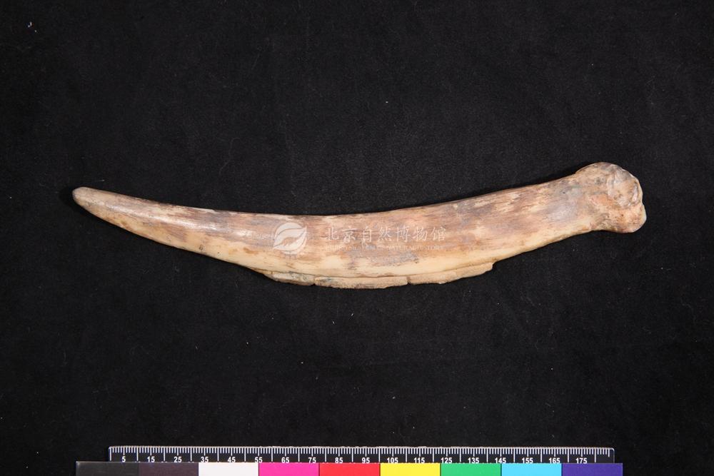 ����ϸʯҶ�Ĺǵ�