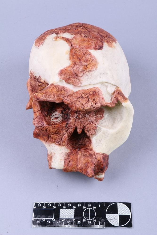 ����ͷ��