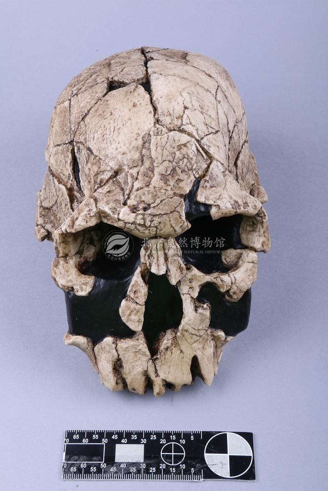 ������ ³������ͷ��