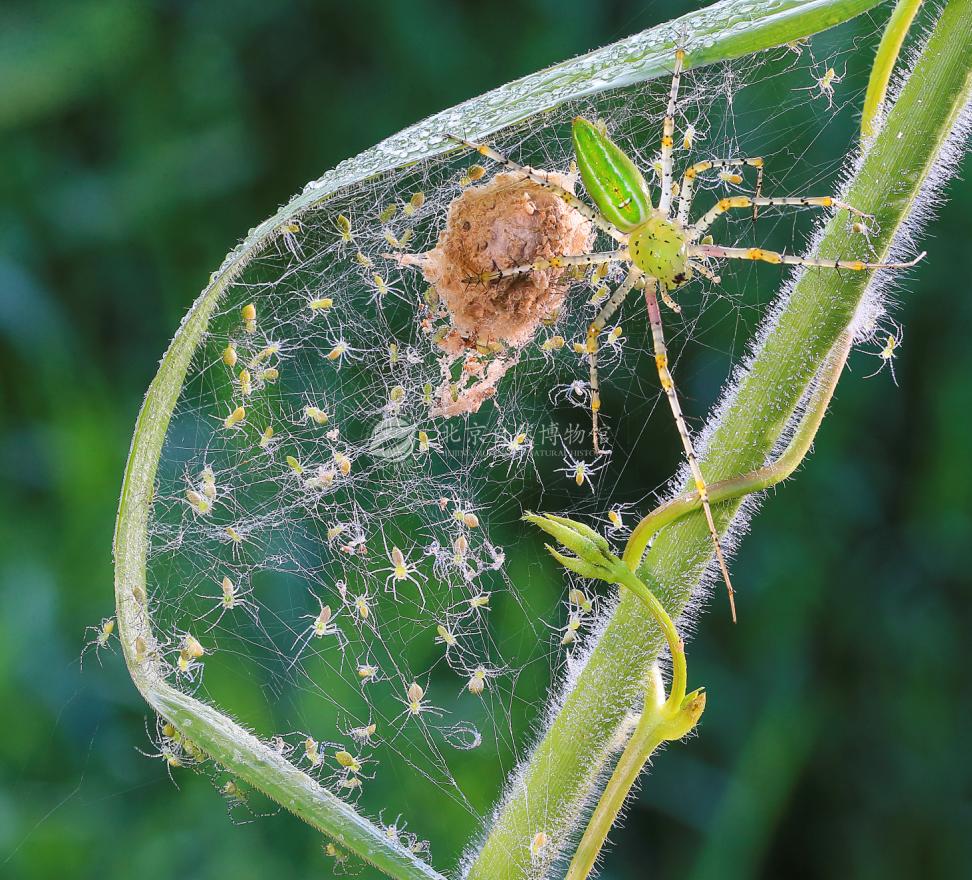 ɢ�lĸ�Թ��x���G؈��