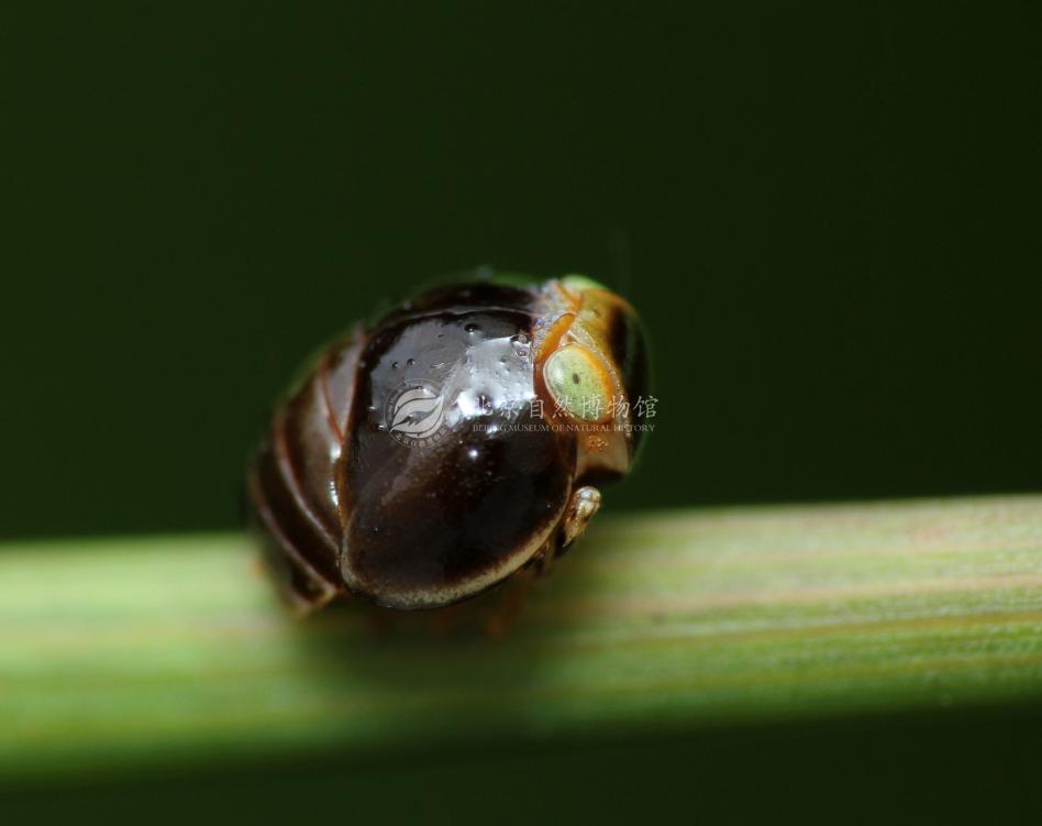 С�r��ڲ�һ����