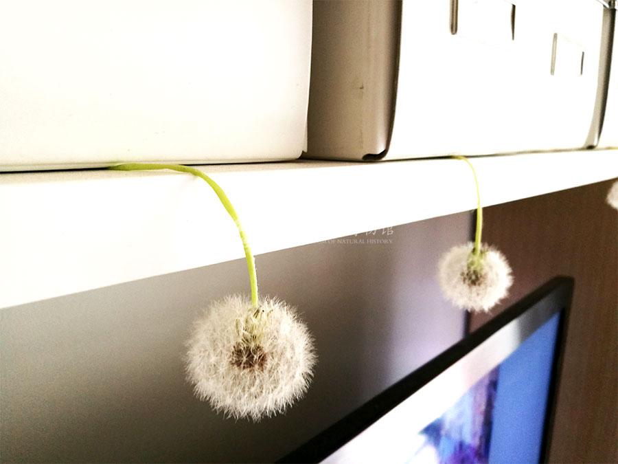 1530282880556018282.jpg PGY_03.jpg